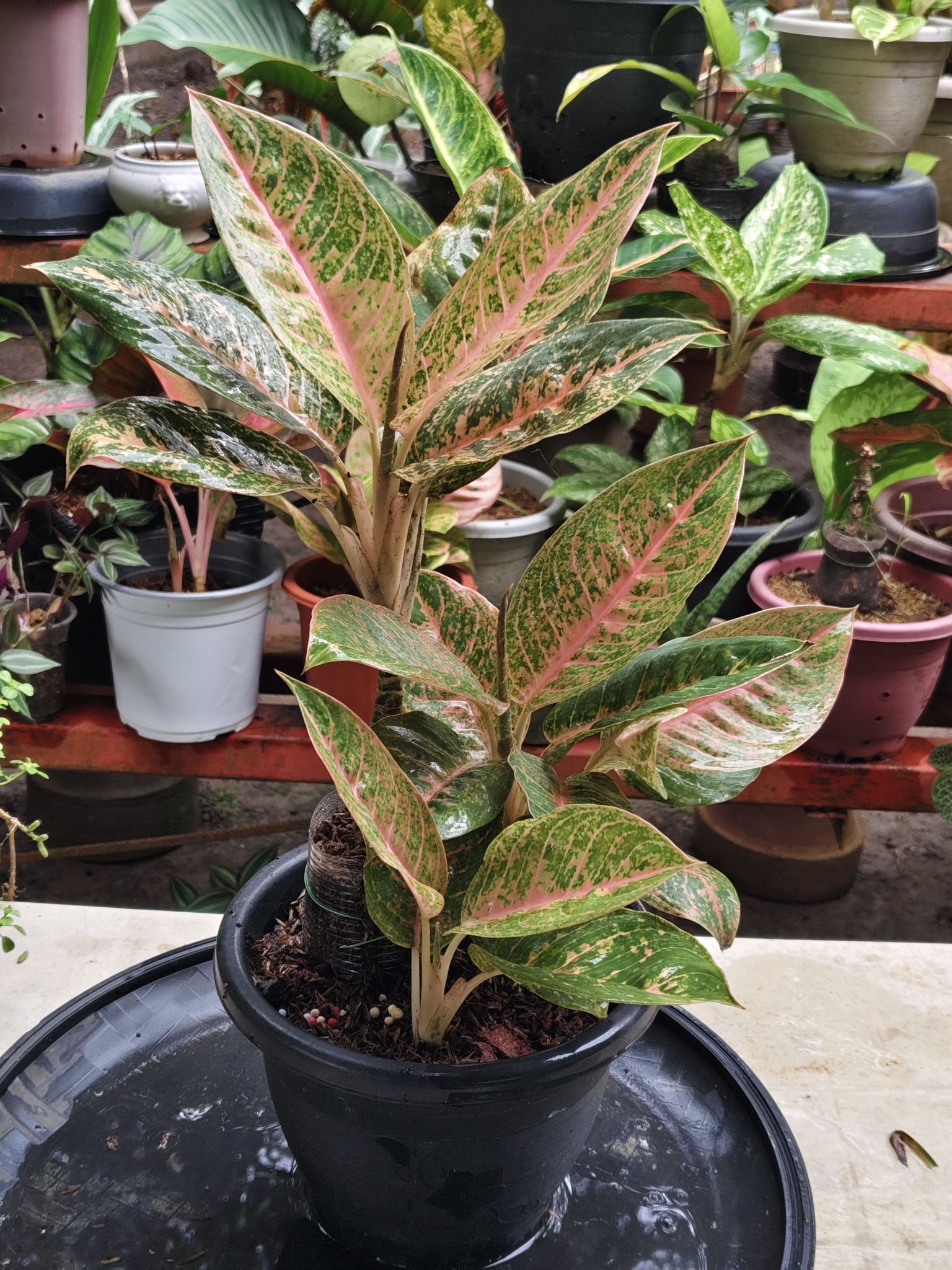 Growing strong, growing beautiful—Aglaonema Harley Quinn