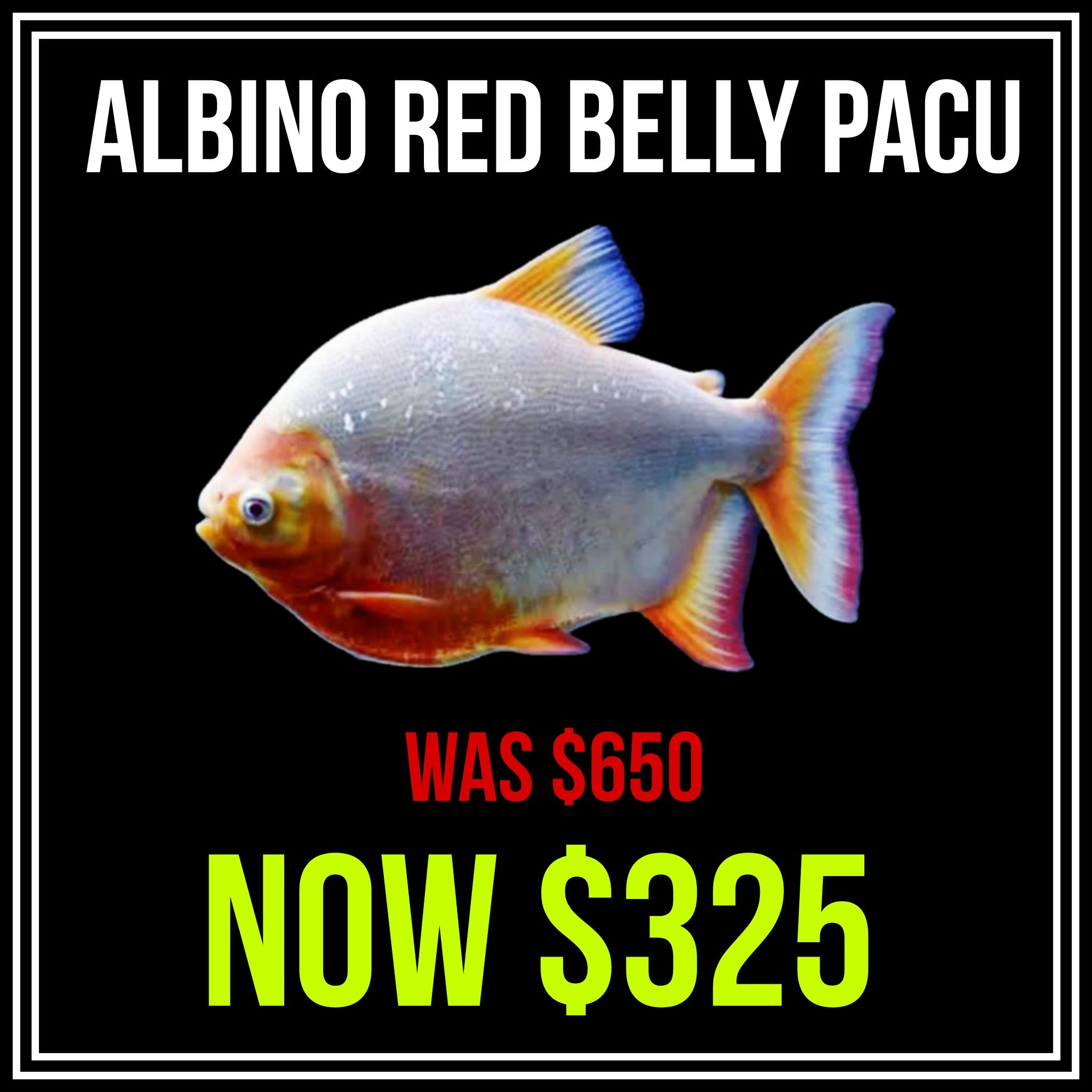 Obsidian Aquatics | Melbourne VIC