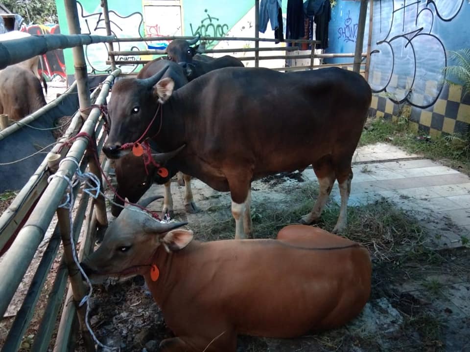Kandang Rojokoyo | Serpong