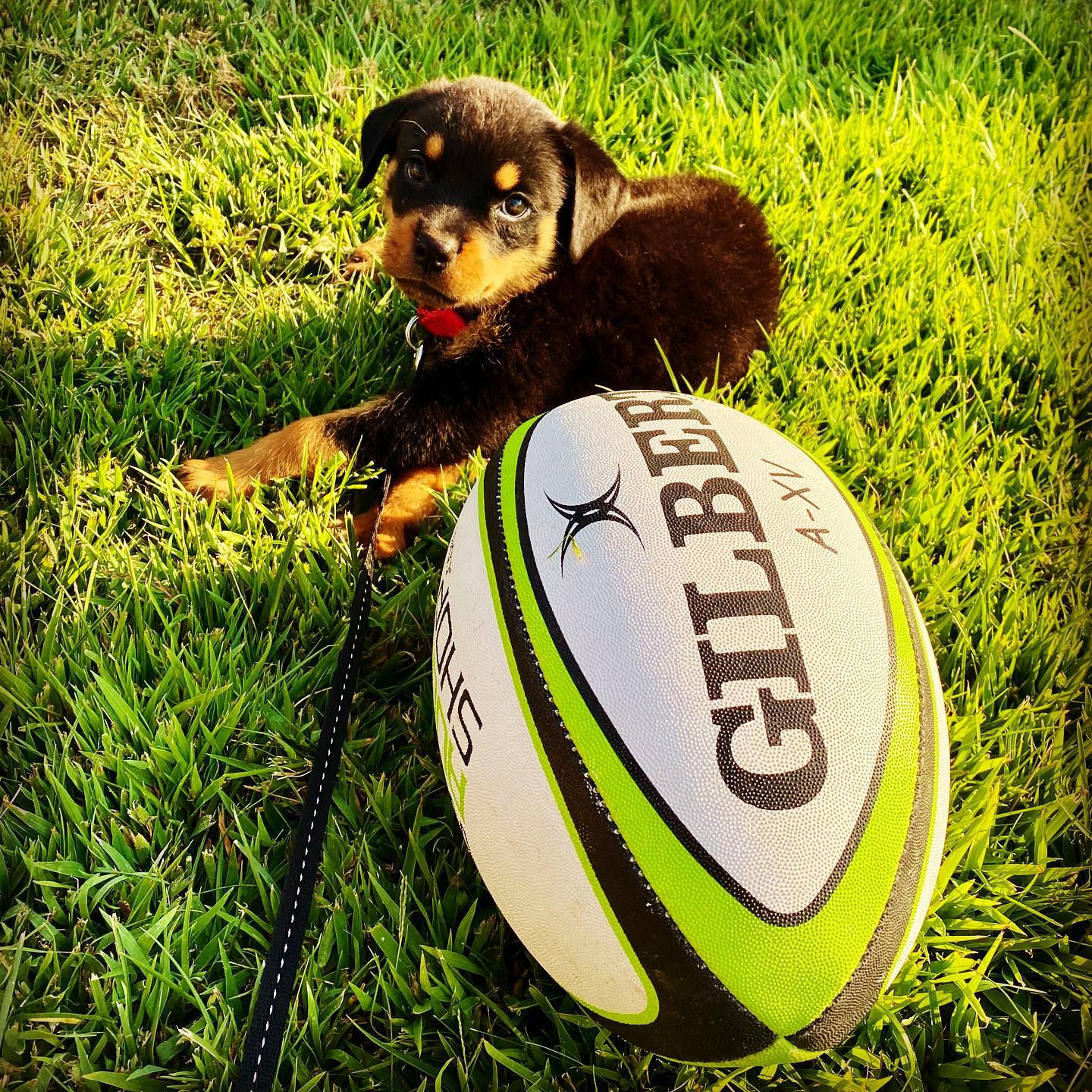 The cutest Golden Dog of them all... - Golden Dogs Rugby Club