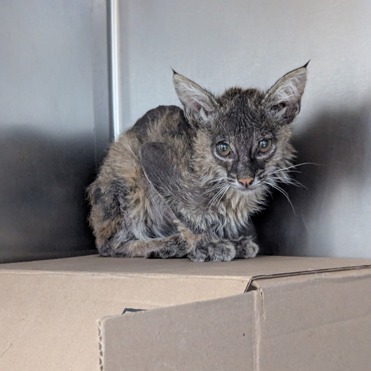 San - This young bobcat kitten was unresponsive and in critical ...