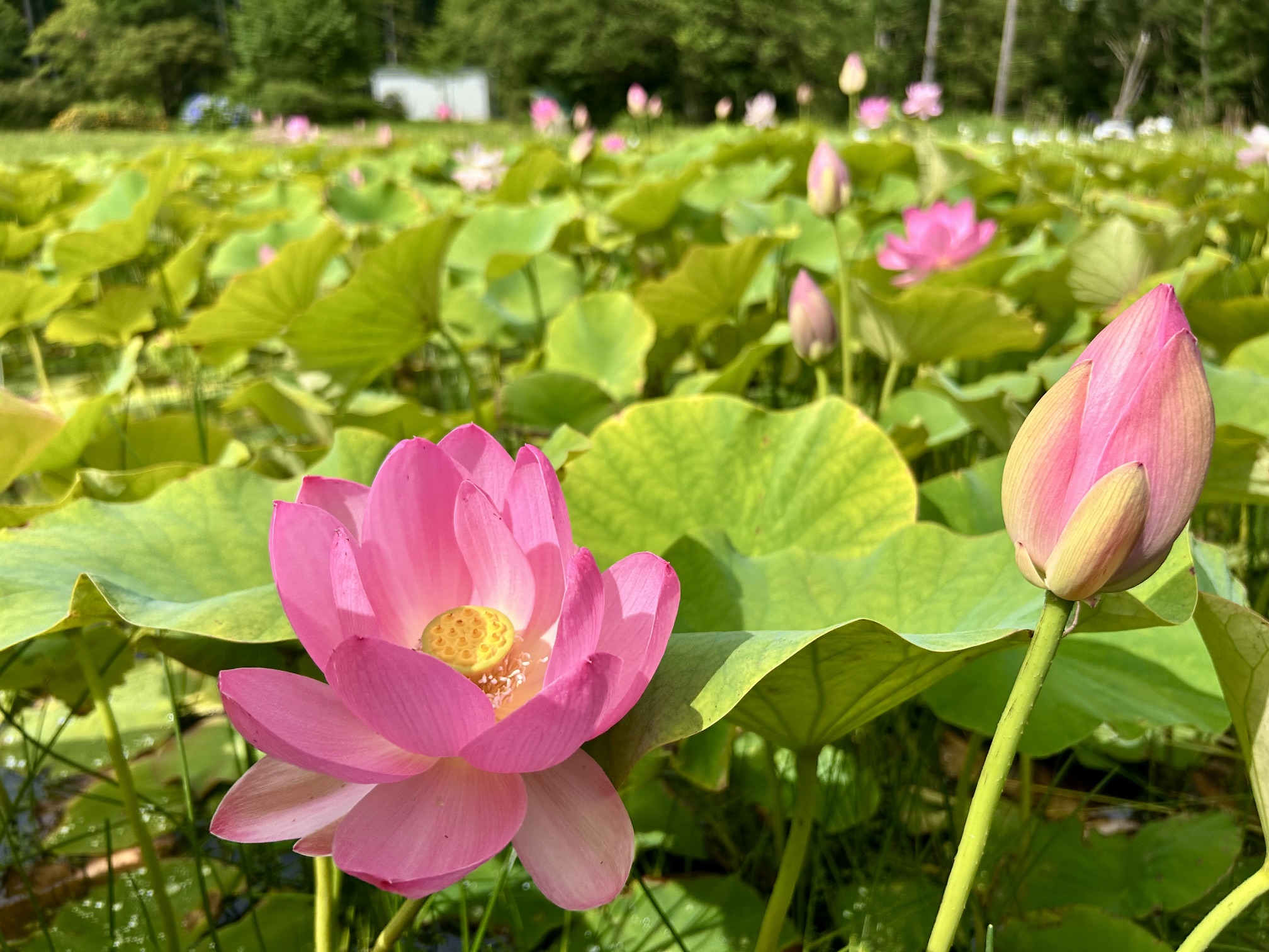 一般社団法人北上観光コンベンション協会 - 岡本太郎の「犬の植木鉢