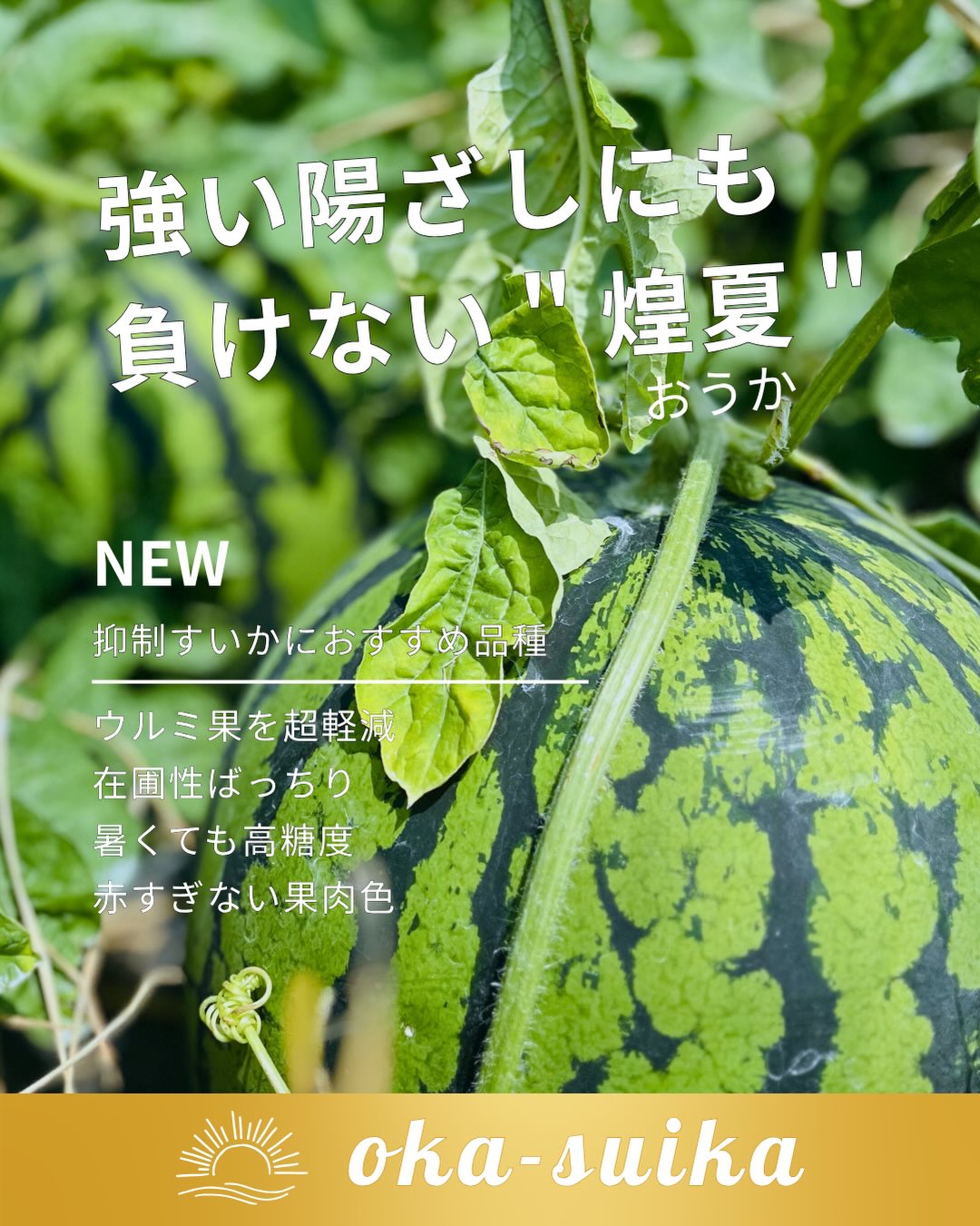 抑制推しスイカ🍉煌夏おうか】 春夏スイカの出荷・栽培 真っ只中ですが