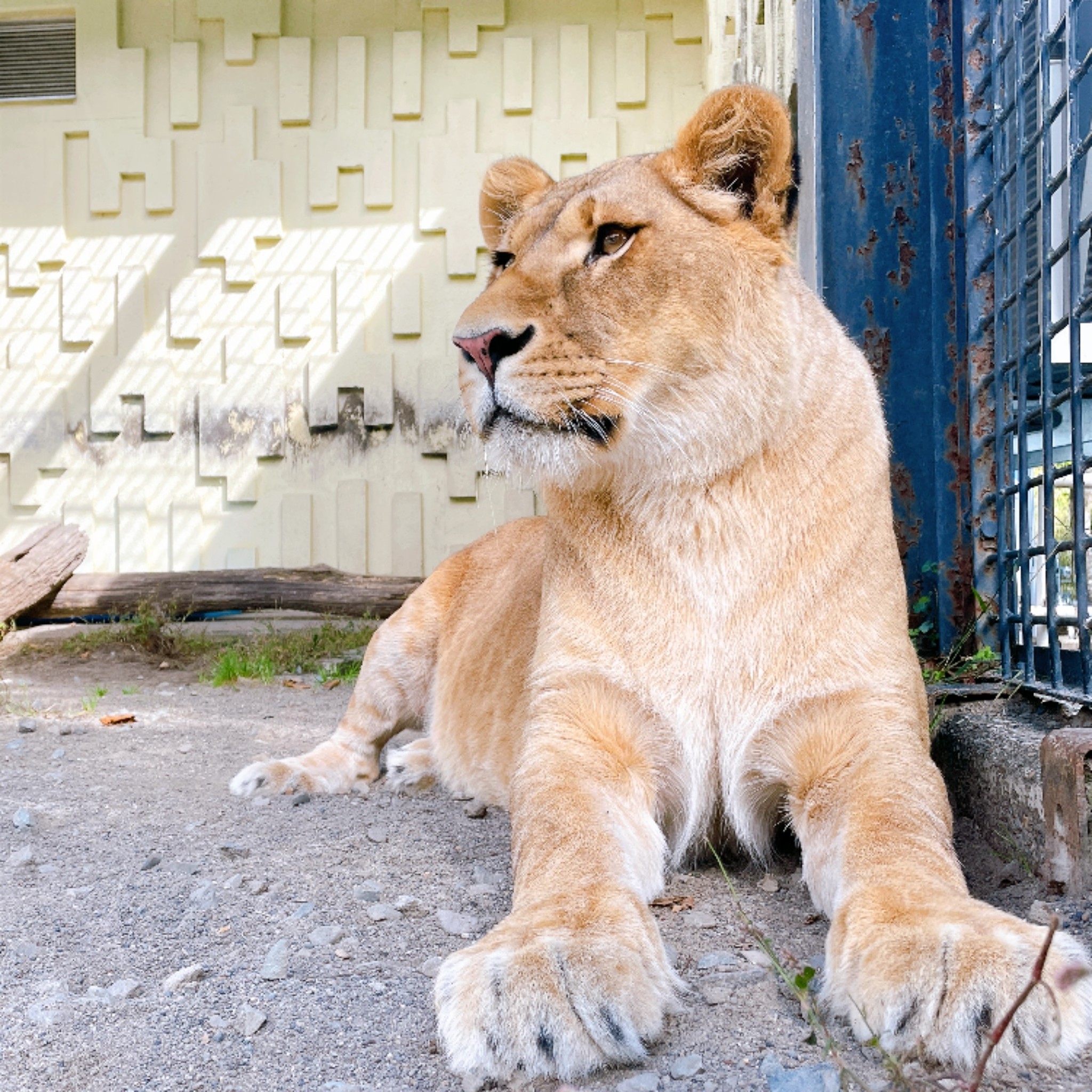 釧路 市 動物園