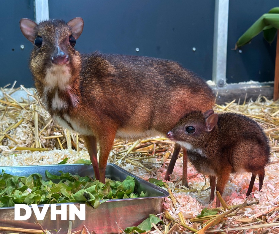Dagblad - Voor het eerst is een Javaanse kantjil geboren in dierenpark ...