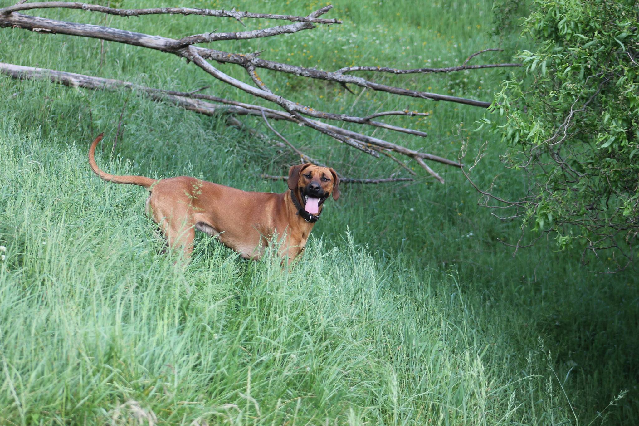 Panorama Ridgebacks | Masterton