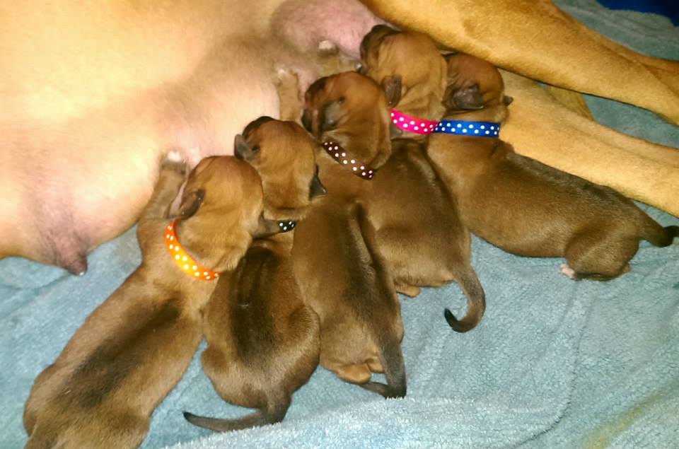Rhodesian Ridgebacks Florida | Jacksonville FL
