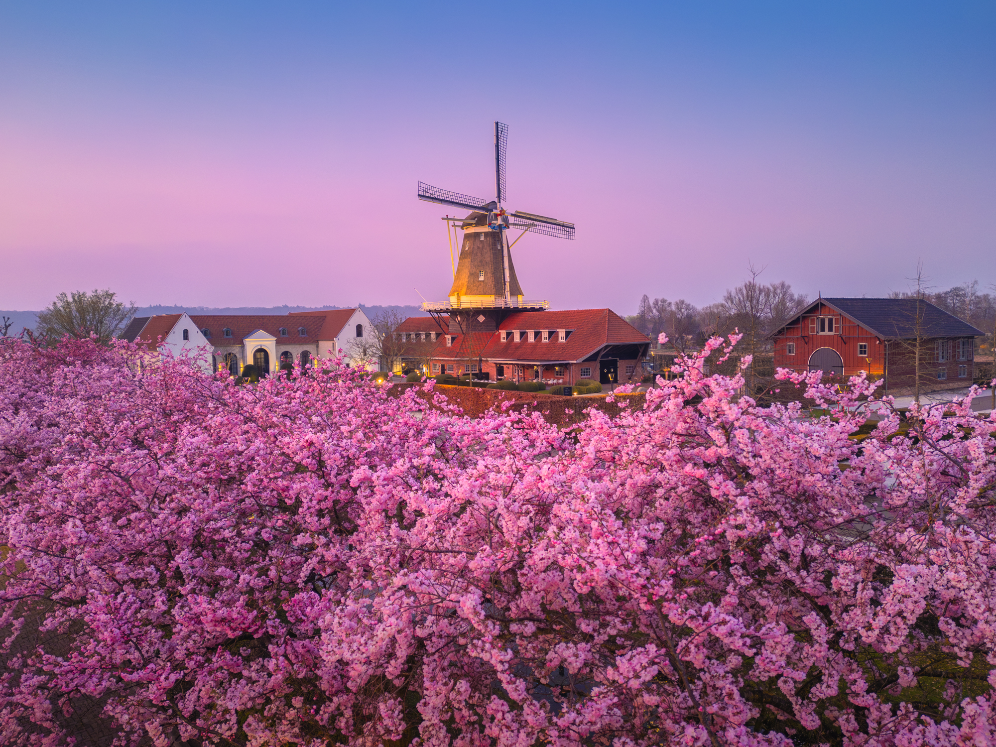 Pink blossoms. In about 2 weeks we can find them everywhere again