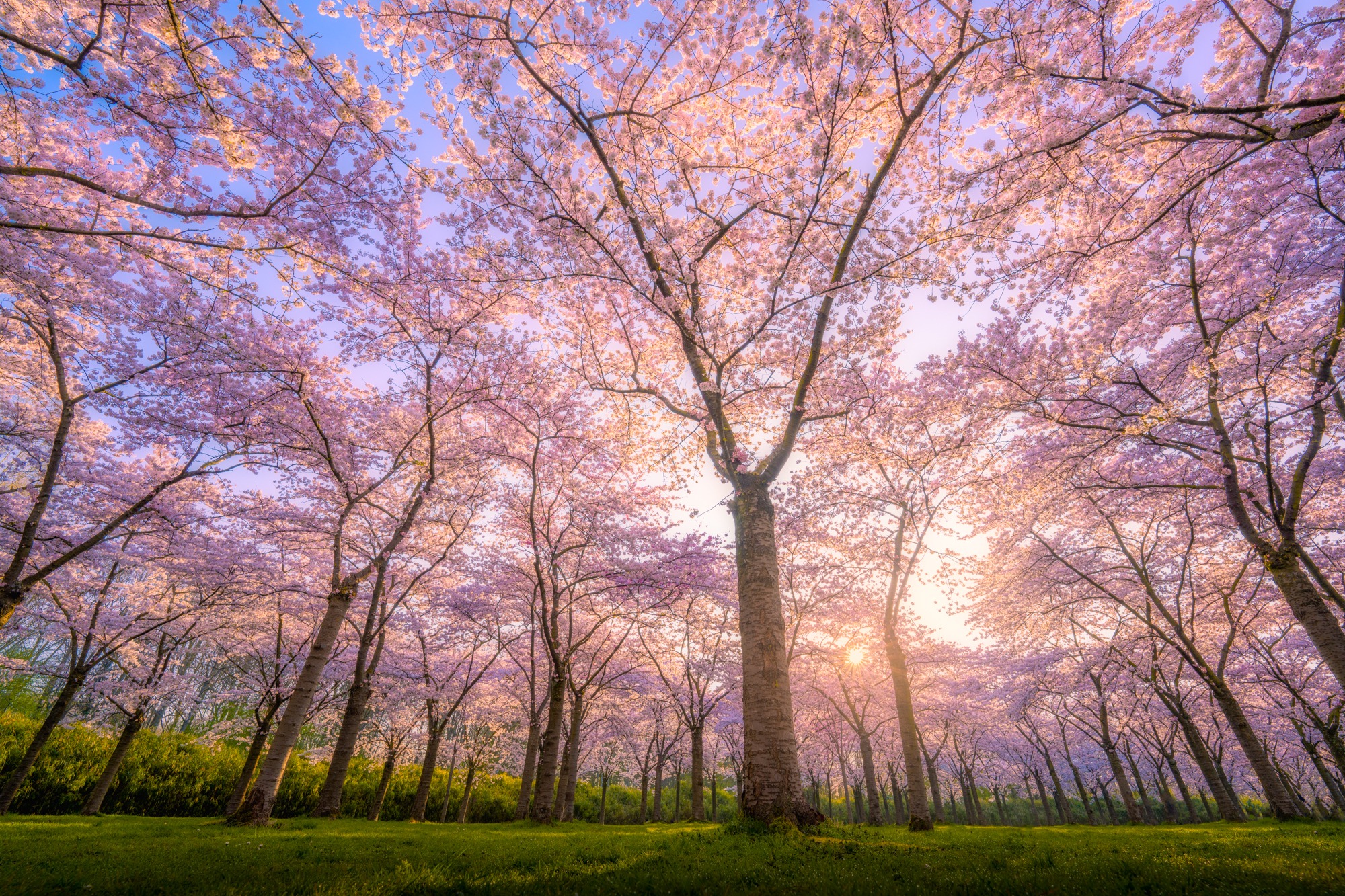 Pink blossoms. In about 2 weeks we can find them everywhere again