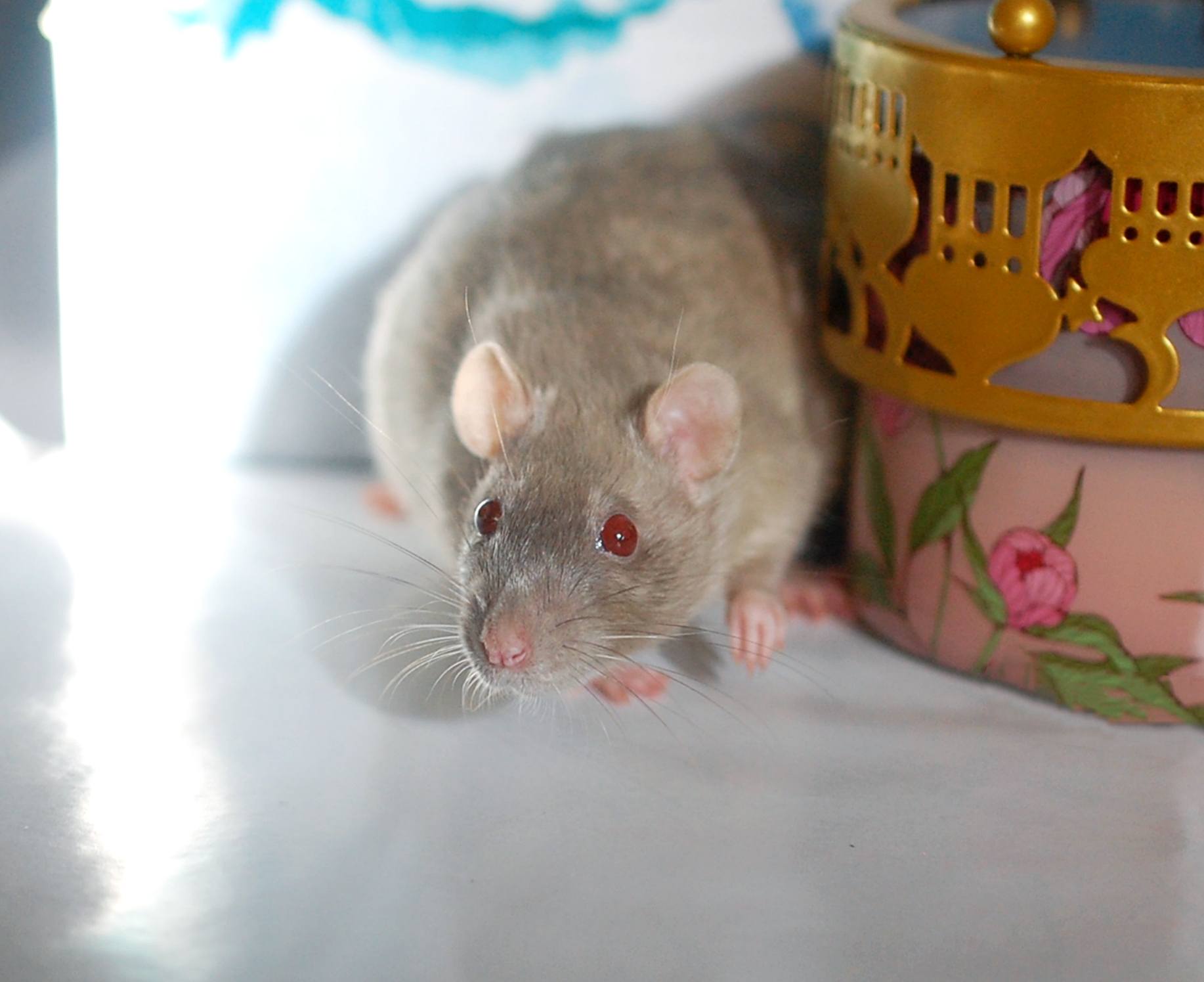 Redwood Rattery - Baelish is our largest rat currently 🥰 Russian blue ...