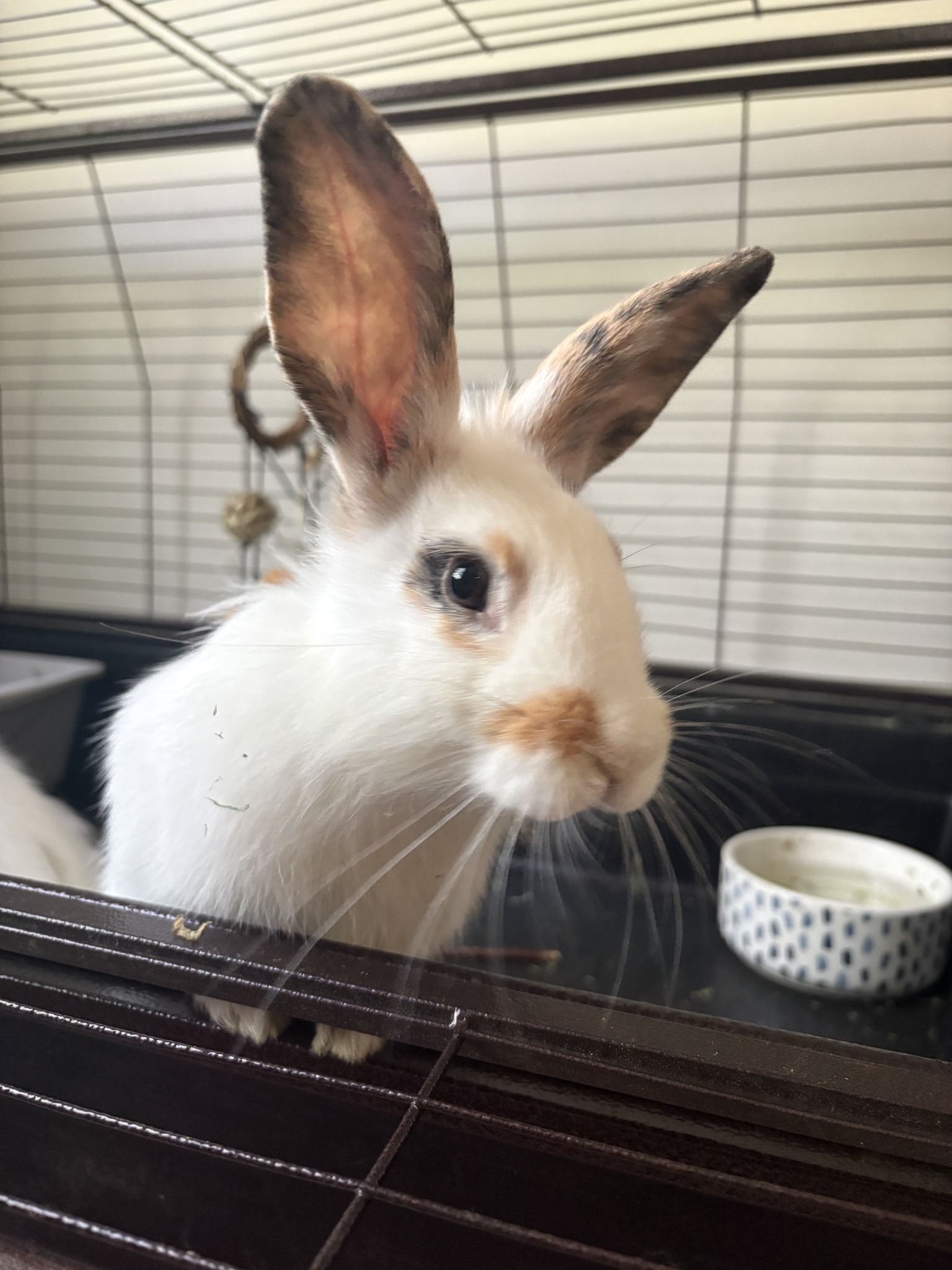 Meet Kala! Over 7 and a half years old, this Netherland Dwarf lived ...