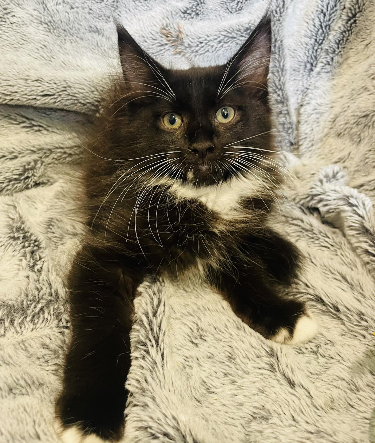 Fancy Paws... - Fancy Paws Ragdolls & Maine Coons Queensland