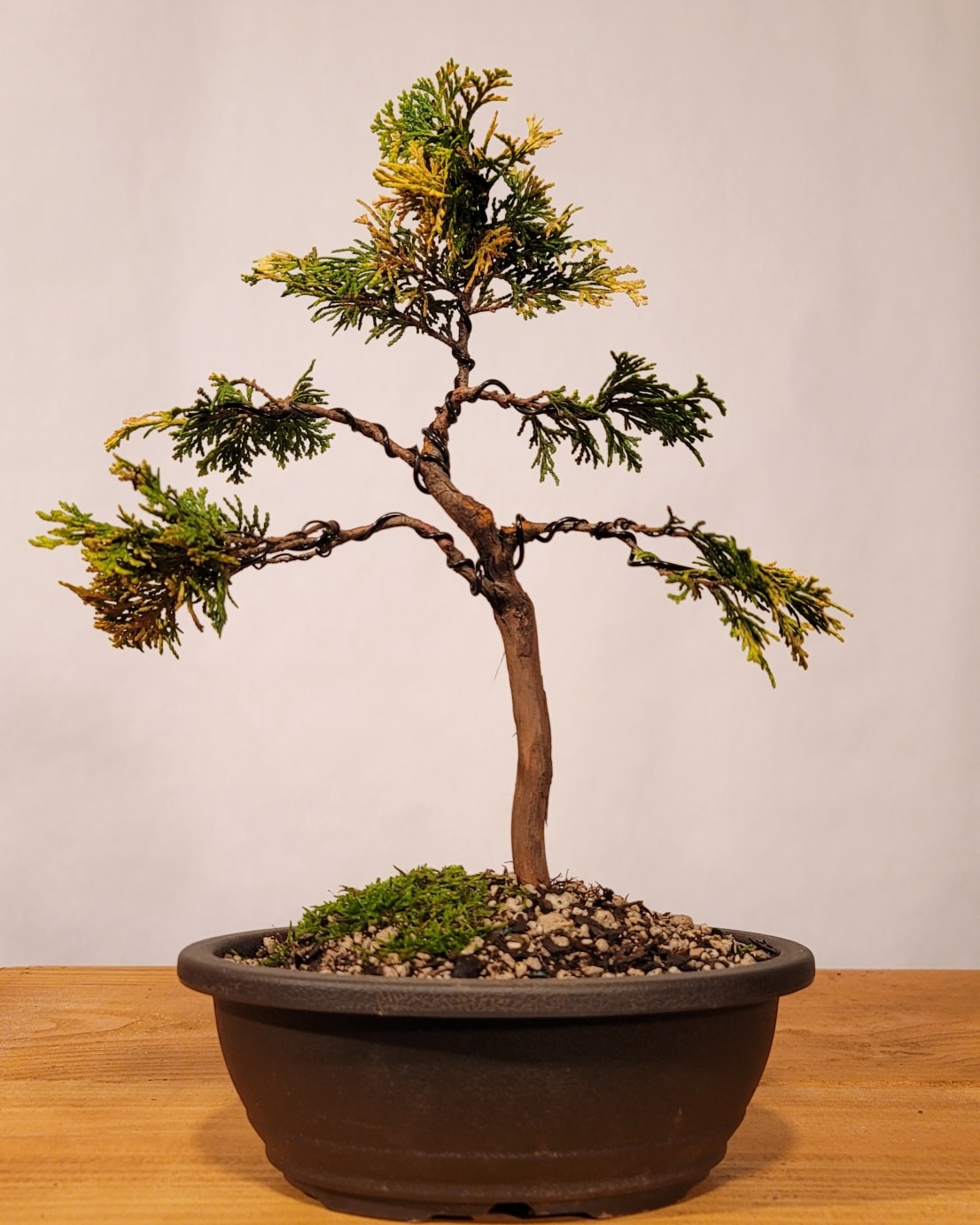 Newly styled 'Verdoni' Golden Hinoki... - Tree Bender Bonsai | Facebook