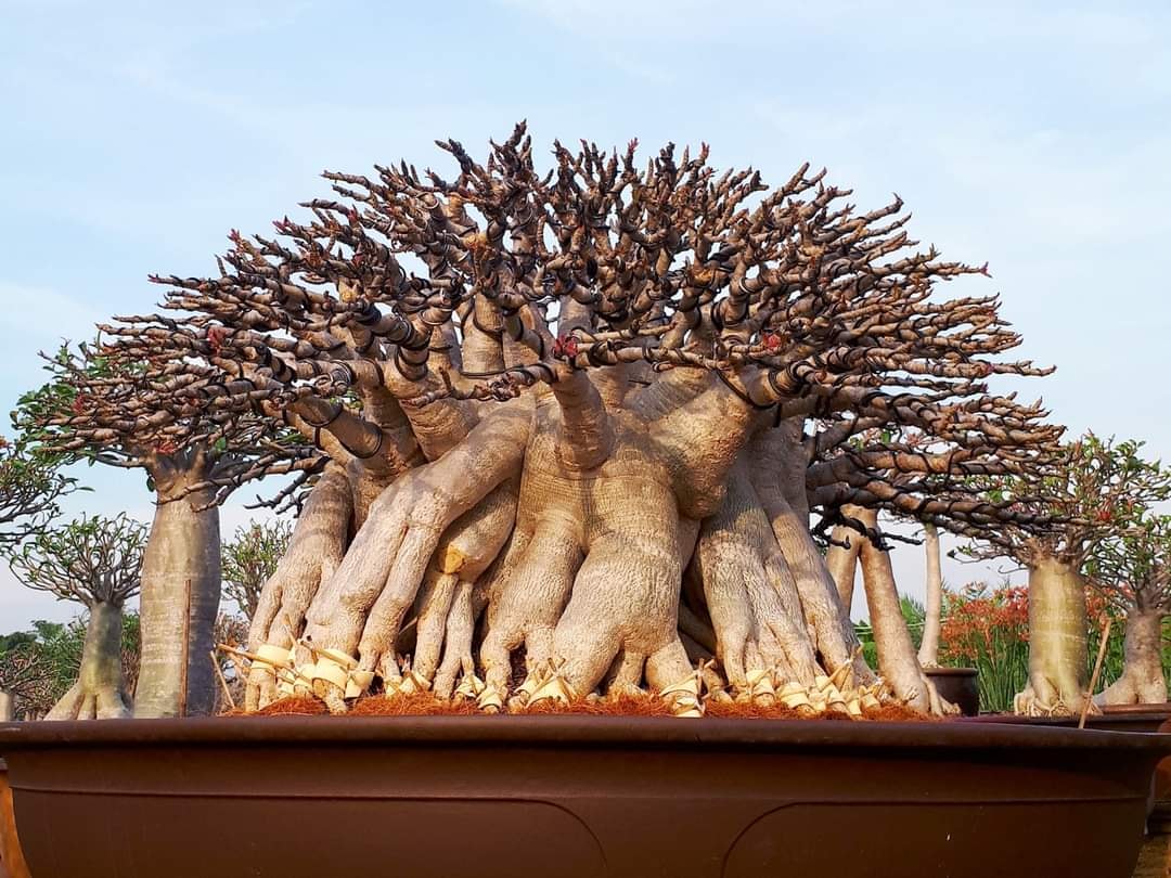 สวยงามยามไม่มีดอกไม่มีใบ😅... - NSD Adenium Farm