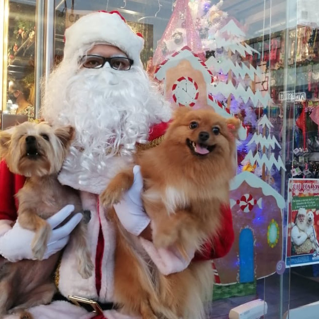 Superrito - Así se vive la Navidad en #superrito 🎄 ️🐶 Aún...