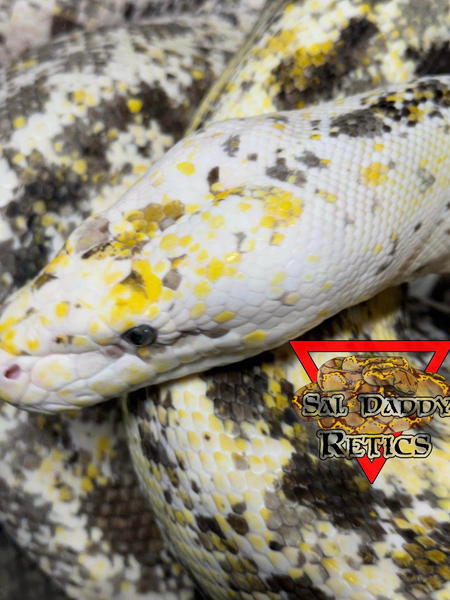 I’ve never posted her before but man... - Sal Daddy Retics | Facebook