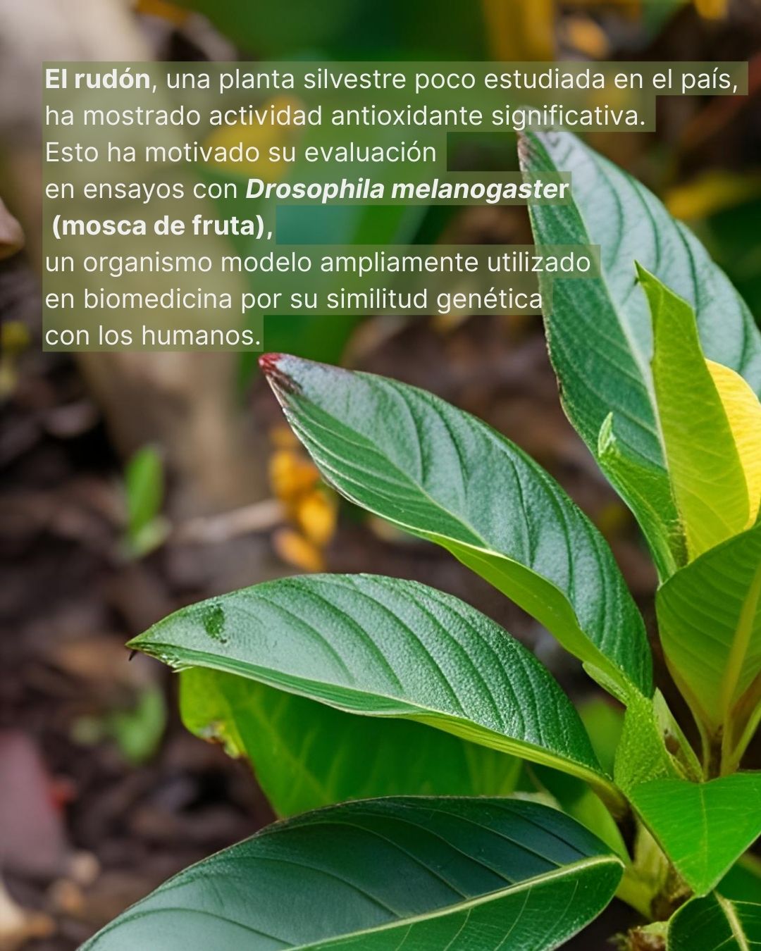 Fondo de Becas Colombia Biodiversa - #Recomendado | Primer Congreso ...