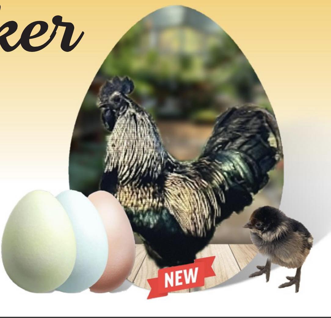 Snider's - We are excited about these new chicks too! This new breed is ...