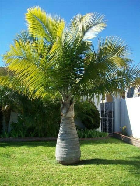SNC TreeTech - 🌴🌴 Tree of the week 🌴🌴 Majesty Palm.... | Facebook
