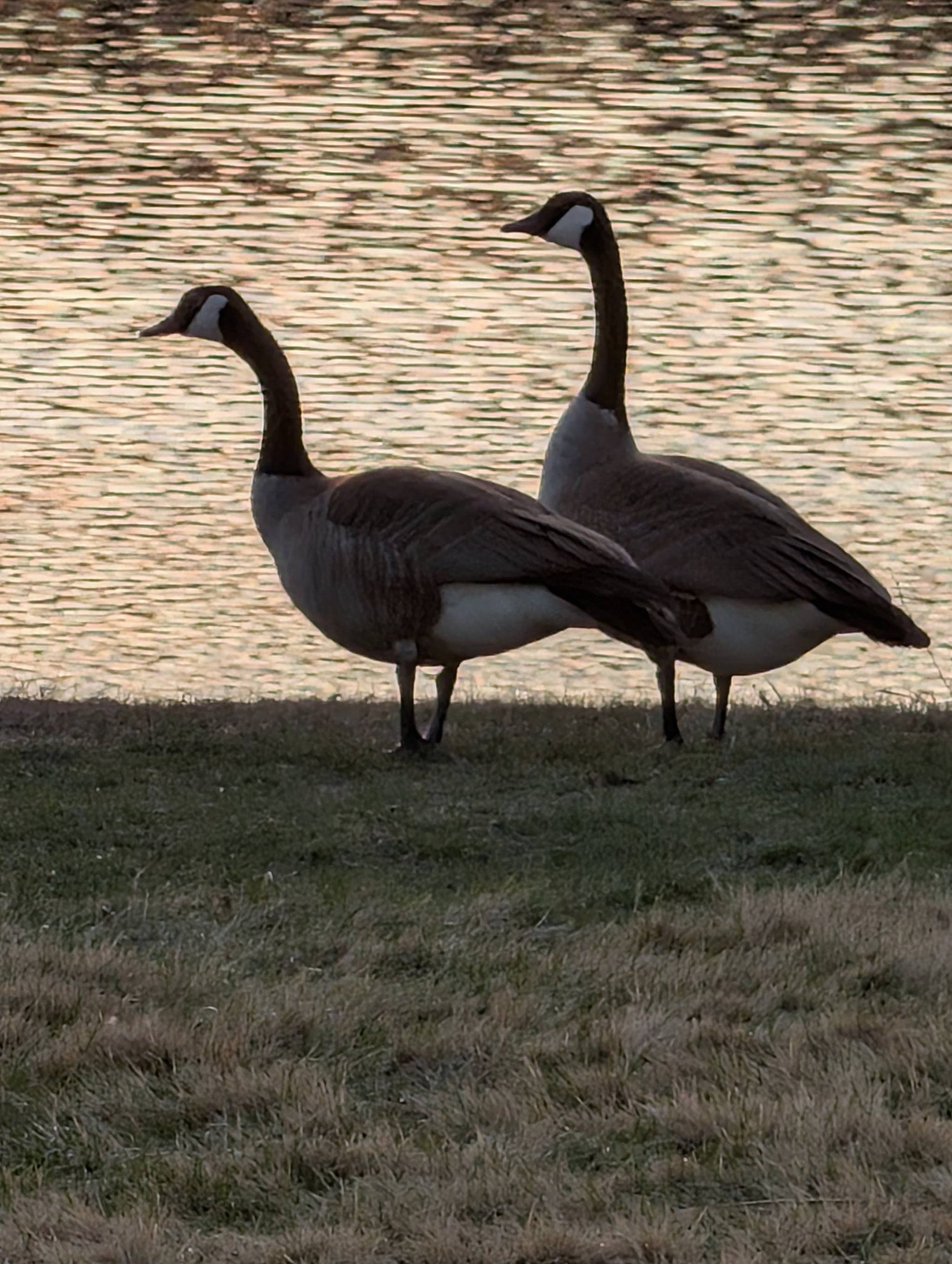 Giant Canada geese with distinctive markings