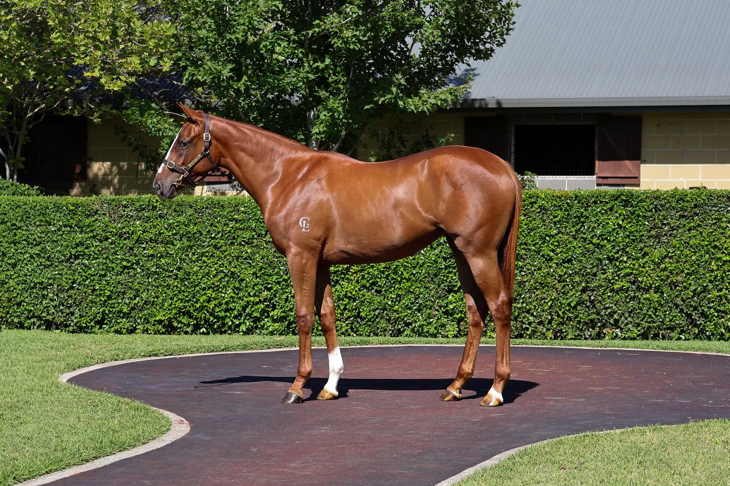 Introducing our draft of 10 for the @inglis_sales Classic