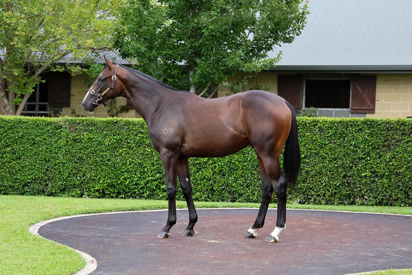 Introducing our draft of 10 for the @inglis_sales Classic