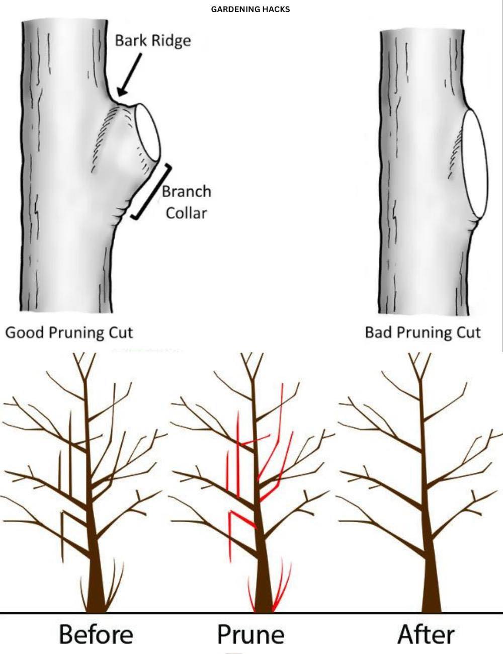 Gardening - How and When to Prune Trees and Shrubs. https ...