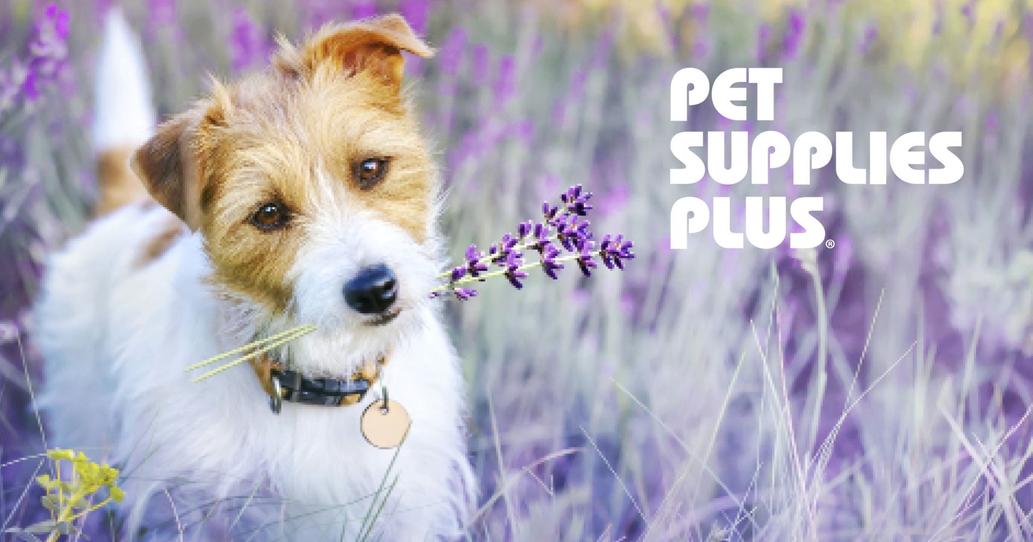 Pampered Pets resort & spa... - Pampered Pets resort & spa - Pamper Your Pet At A Luxury Spa