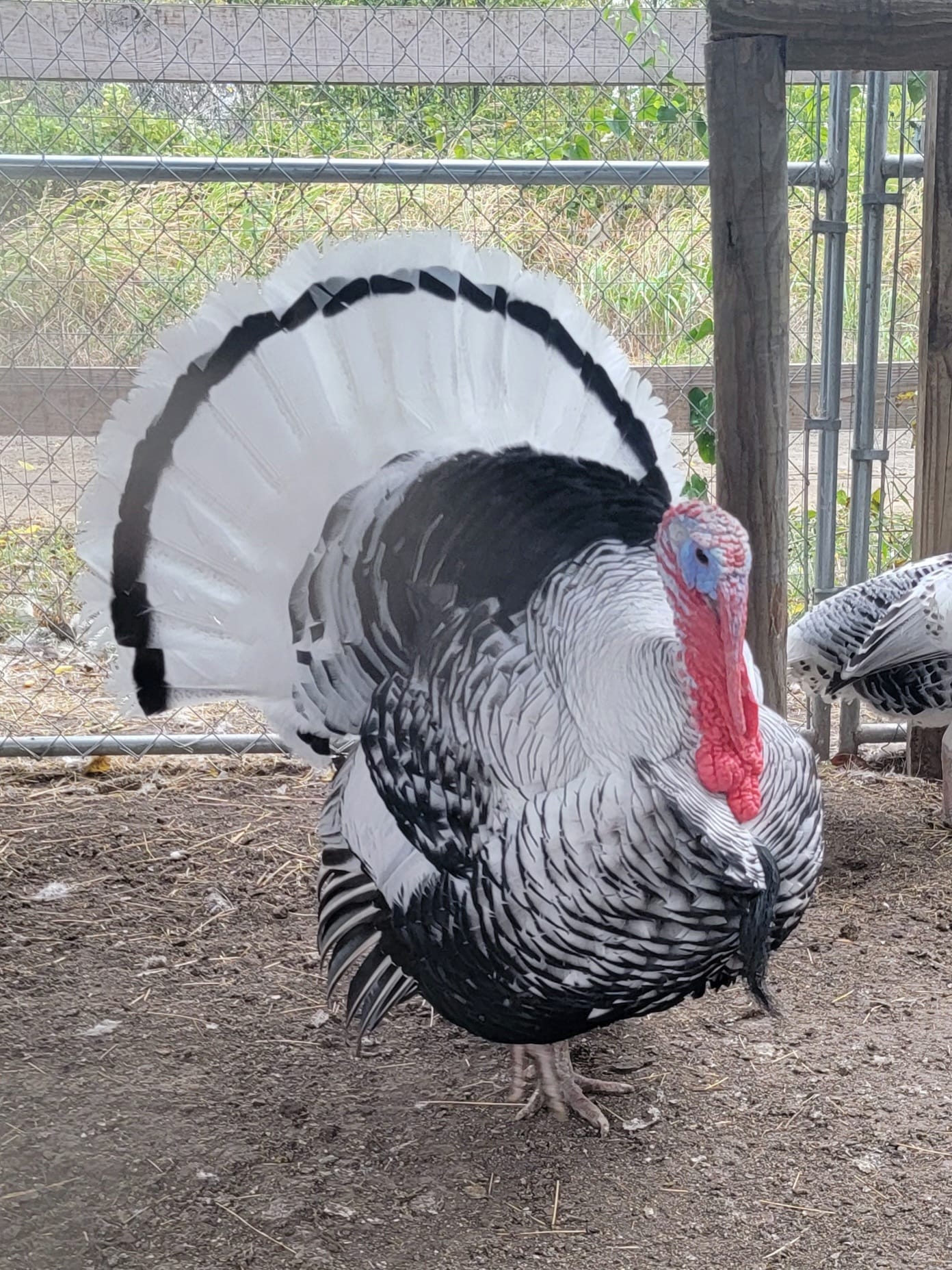 Mize Feathered Farm | Quinlan TX