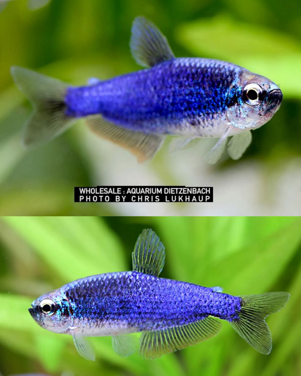 💙 Beautiful Inpaichthys kerri “Super Blue” this week available at