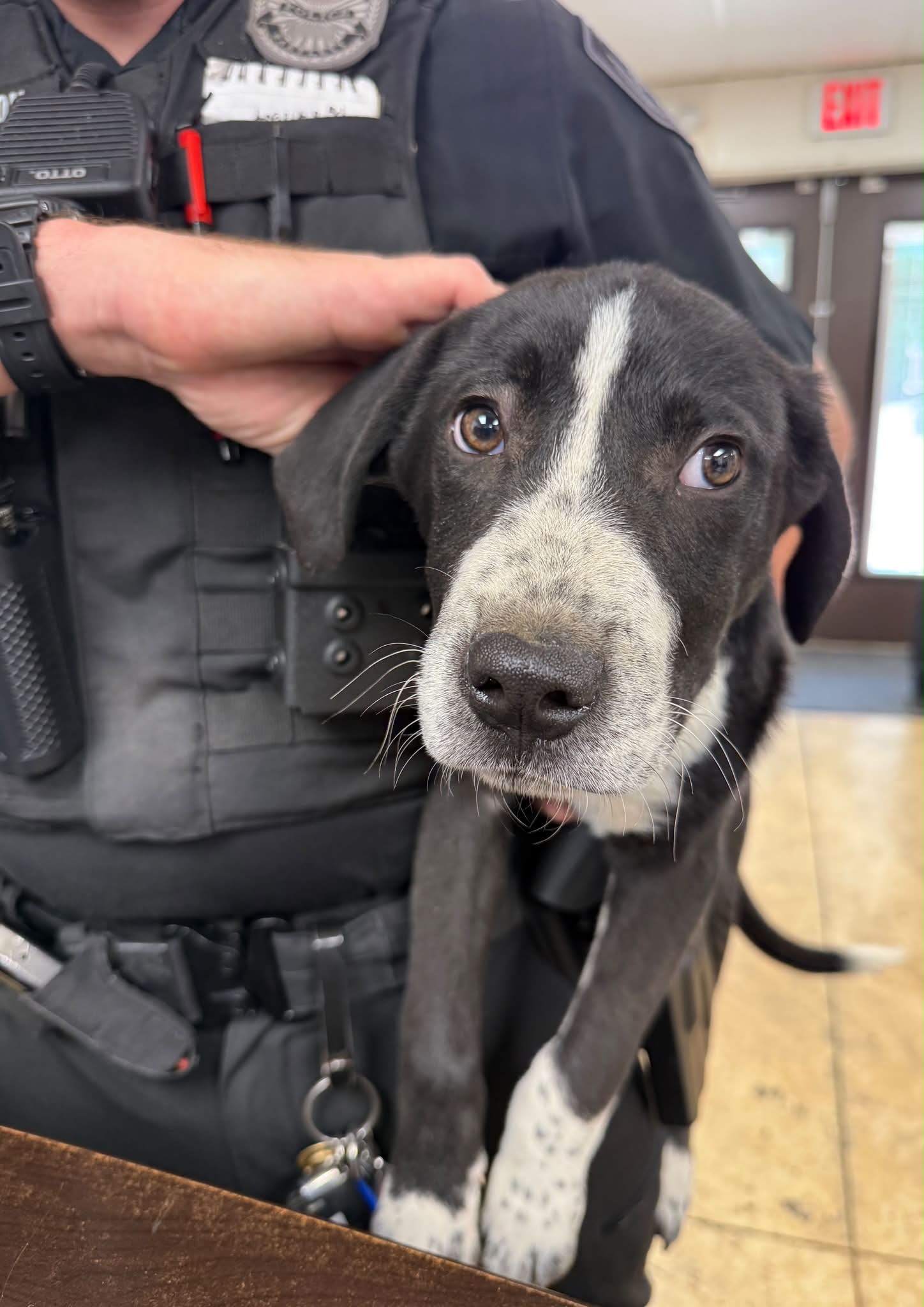 Black and white puppy found at Quail Ridge Park in Bartlett TN