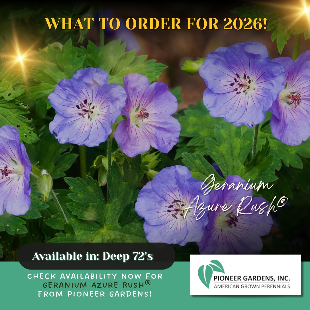💙 Geranium Azure Rush® — Now Open... - Must Have Perennials | Facebook