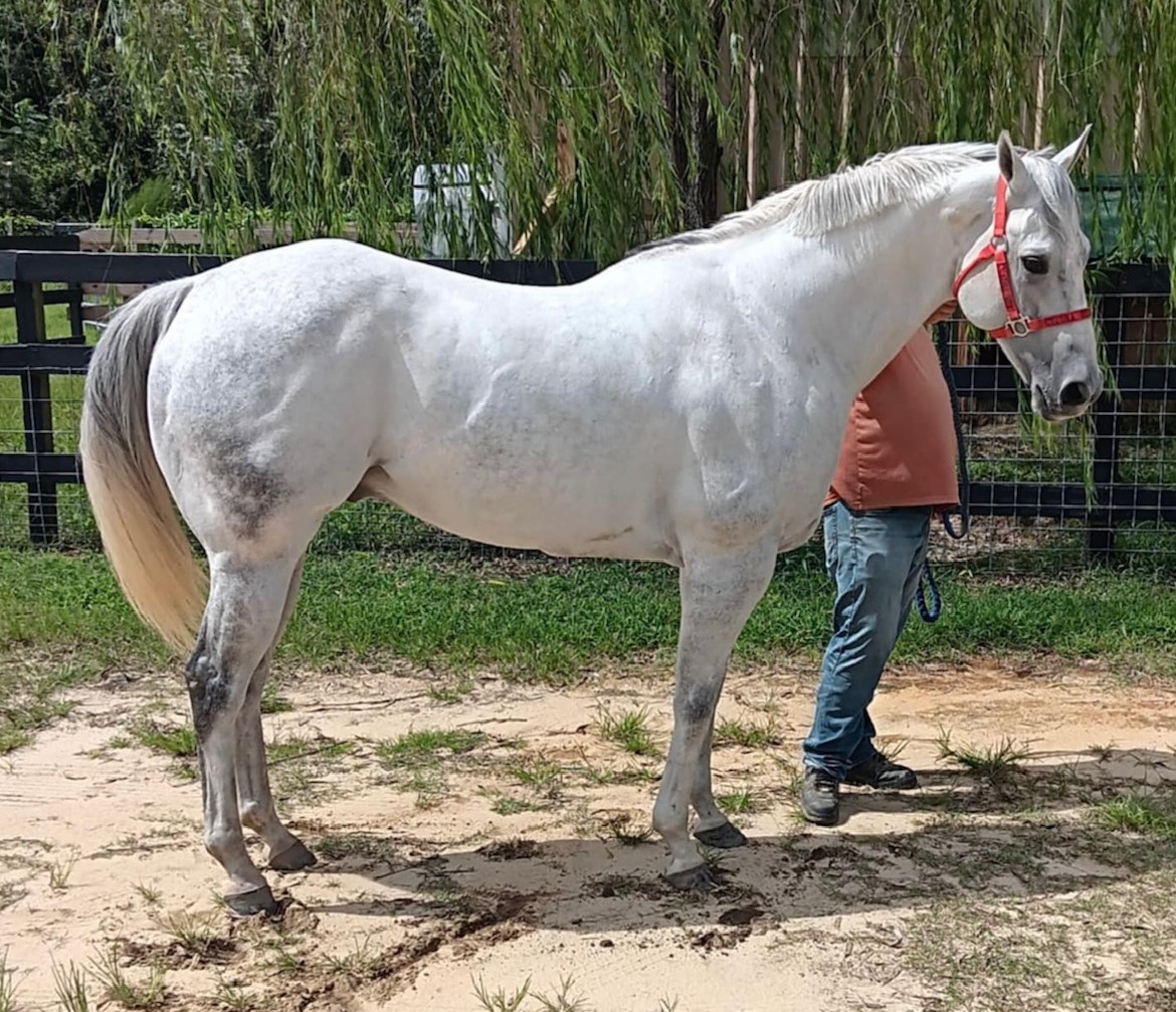 二ちゃん Peves Candy Cowboy si 95 stakes placed gelding for sale
