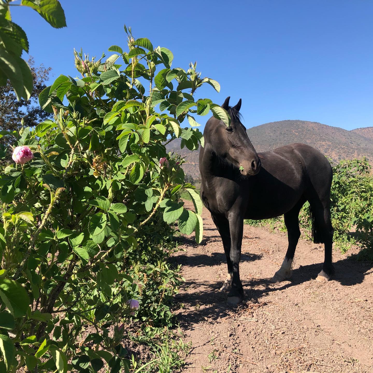 Native Rose Chile | Santiago
