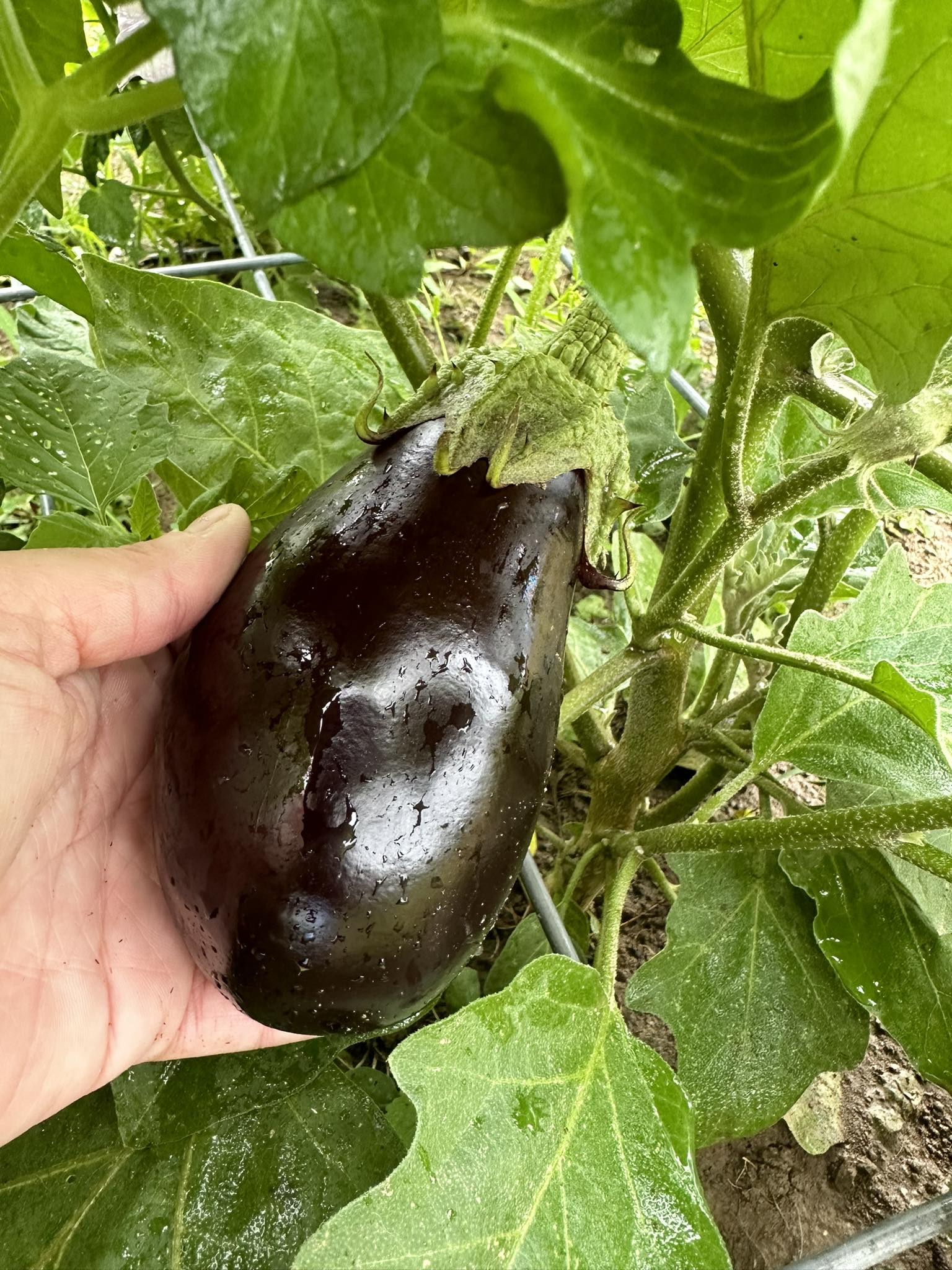 When to Start Eggplant Seeds Indoors for NJ Gardens