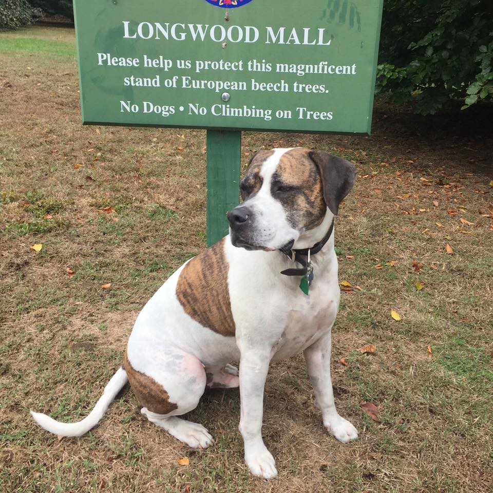 pup & DOG Woburn MA