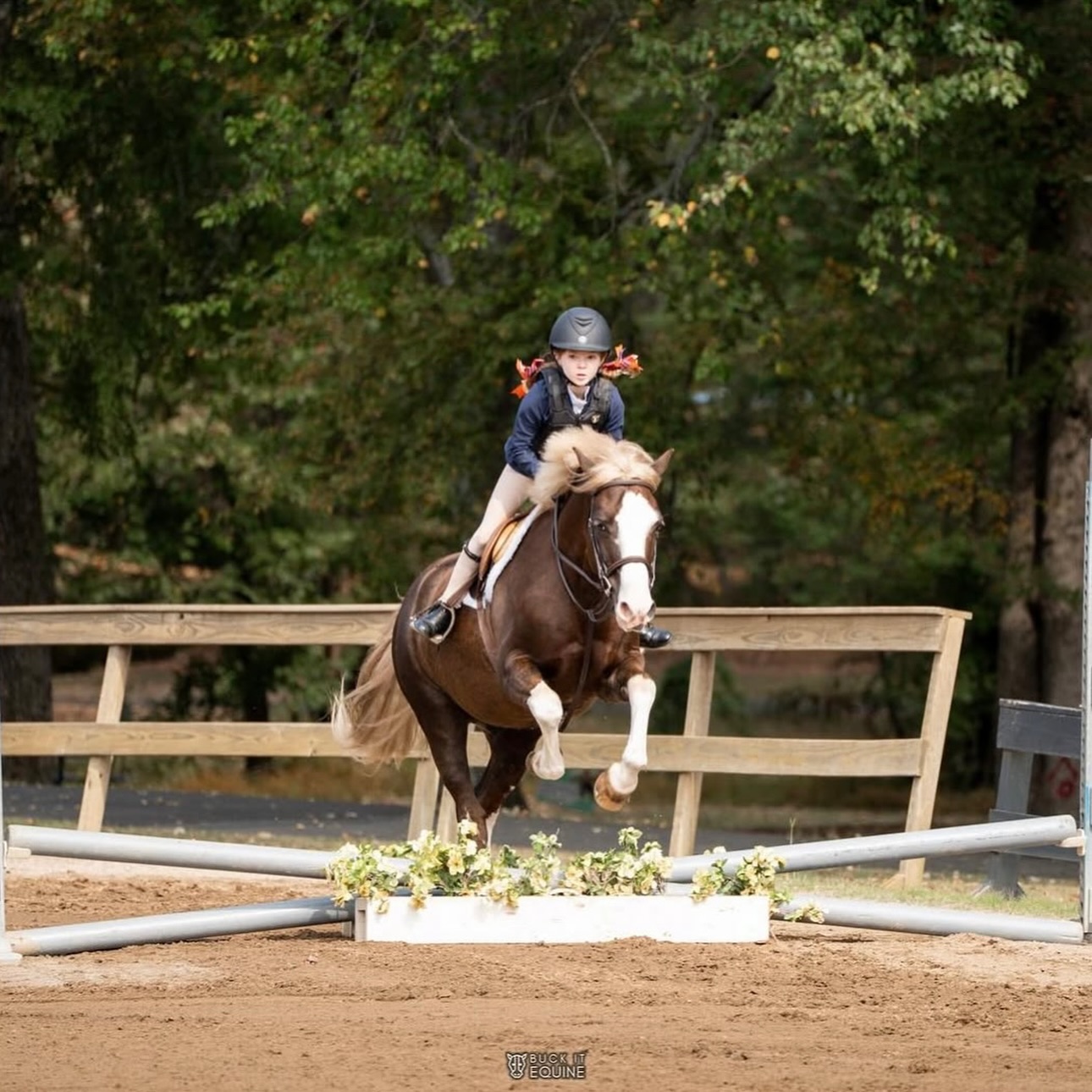 Falcon Ridge Stables | Woodstock GA