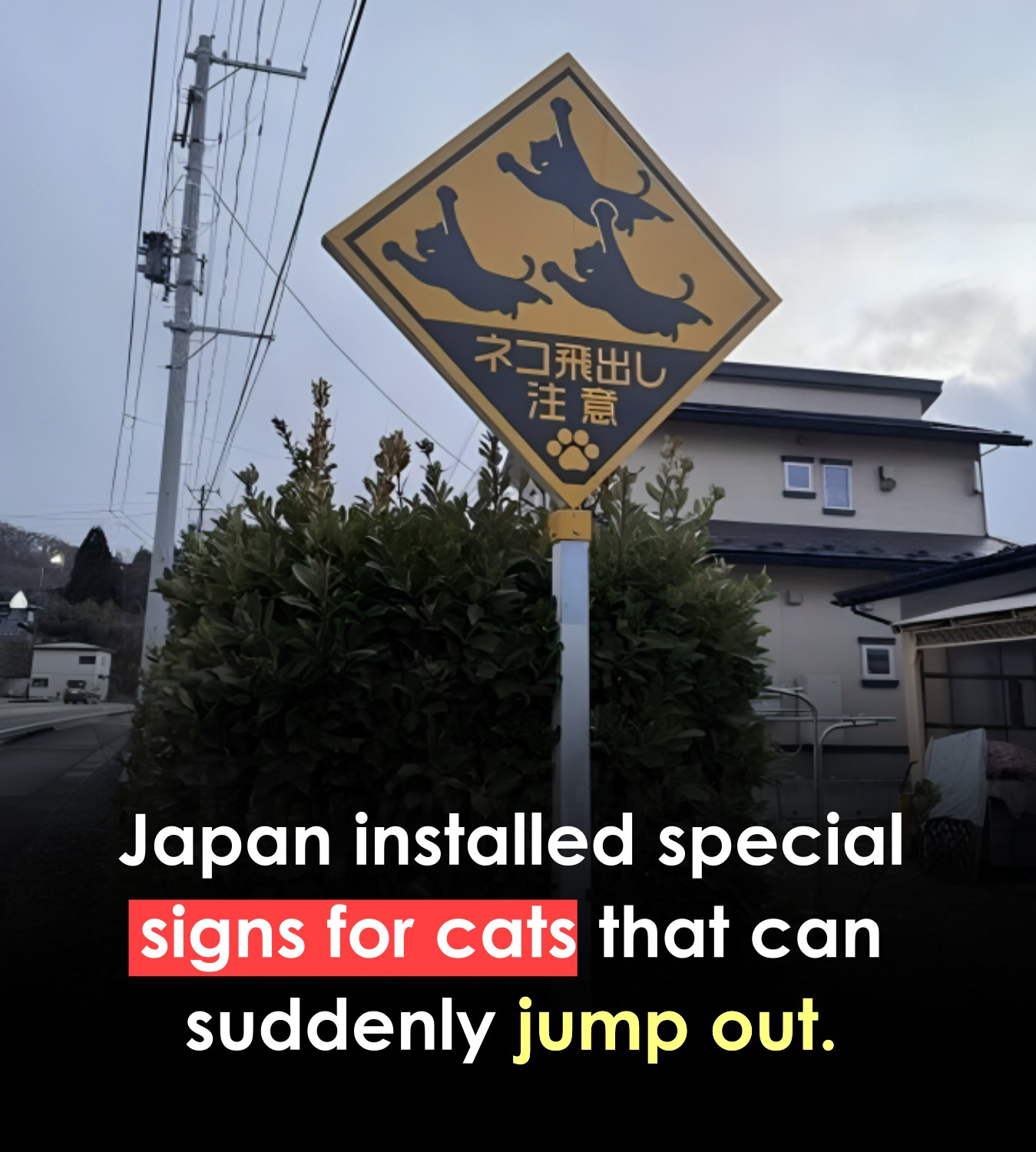 No One Cares - 🐱🚗 Japan has installed special roadside... | Facebook