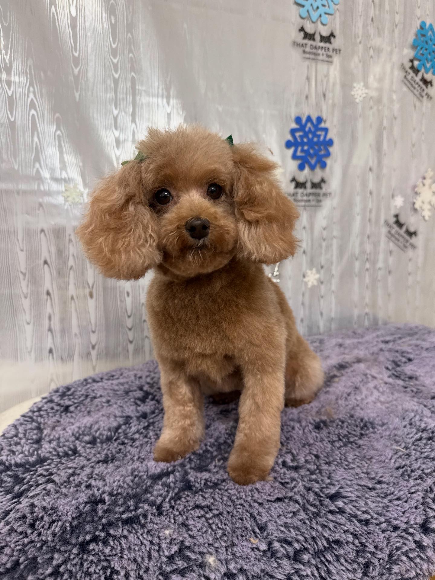 That Dapper Pet... - That Dapper Pet Boutique & Grooming Spa