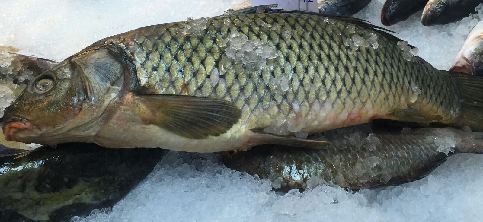 The Fish Market Pipera | Pipera