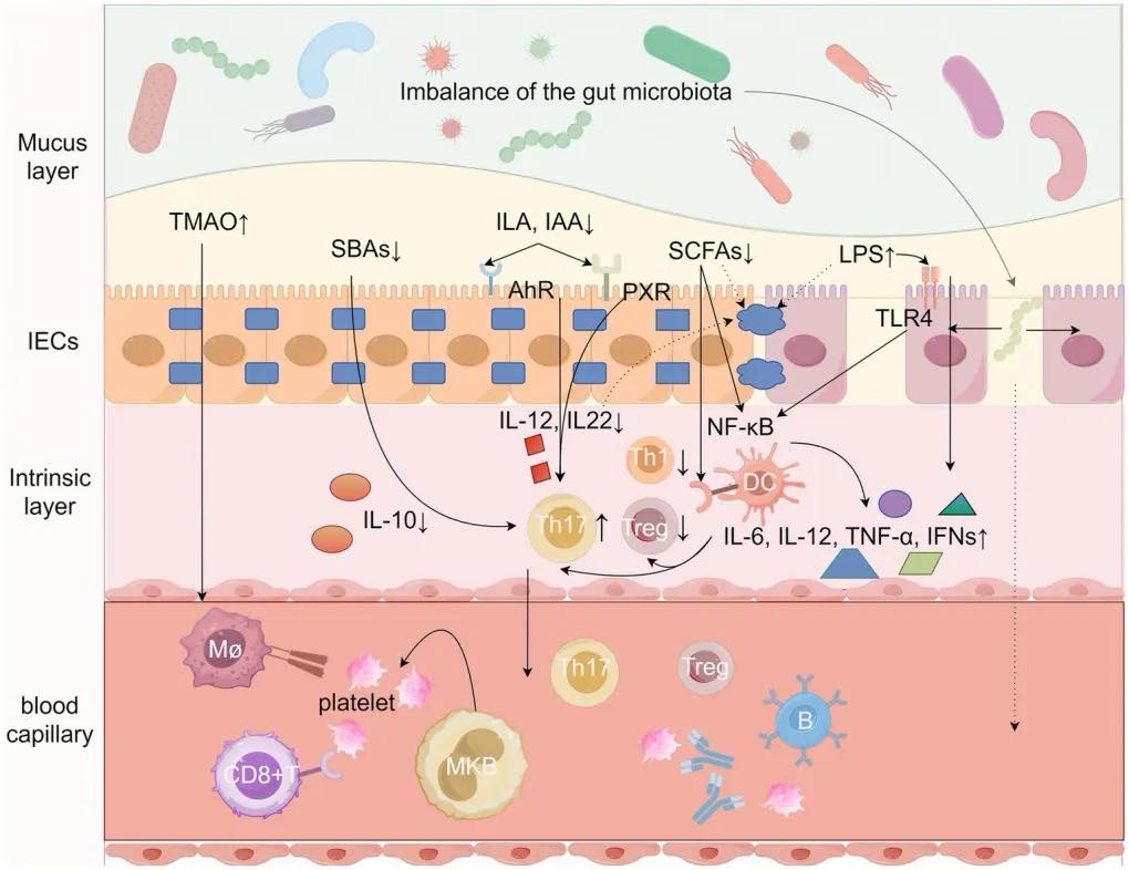 can glutathione cause low platelets PLATELETS? See your gut. 'Possible immune mechanisms of gut microbiota and its metabolites in the occurrence and development of immune thrombocytopenia' (2024) https://www.frontiersin.org/journals/microbiology/articles/10.3389/fmicb.2024.1426911/full Size:60 ML how to mix peptide bodypharm