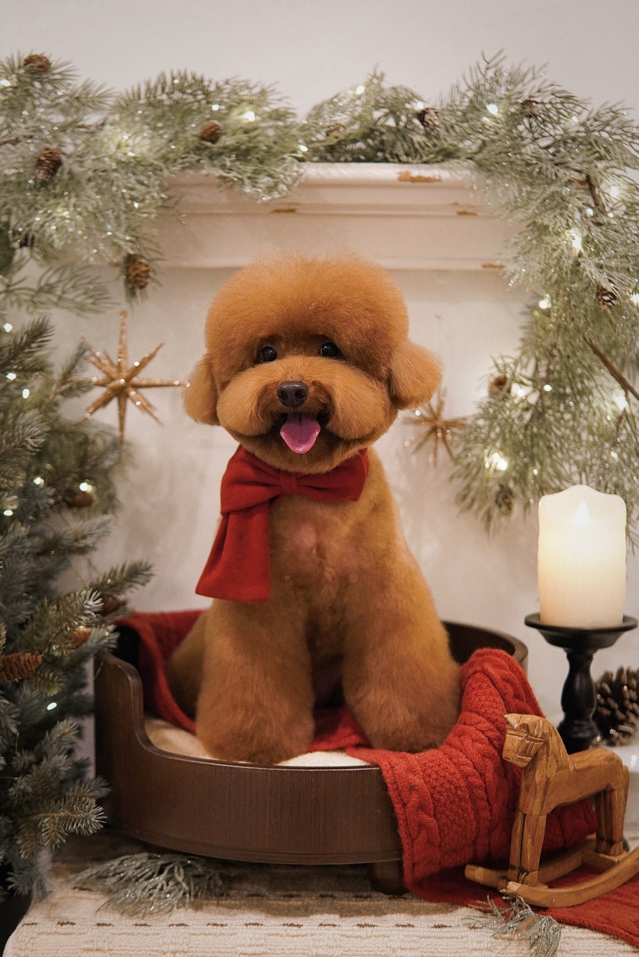 The Fox Butler Pet Lifestyle Store | Bayan Lepas