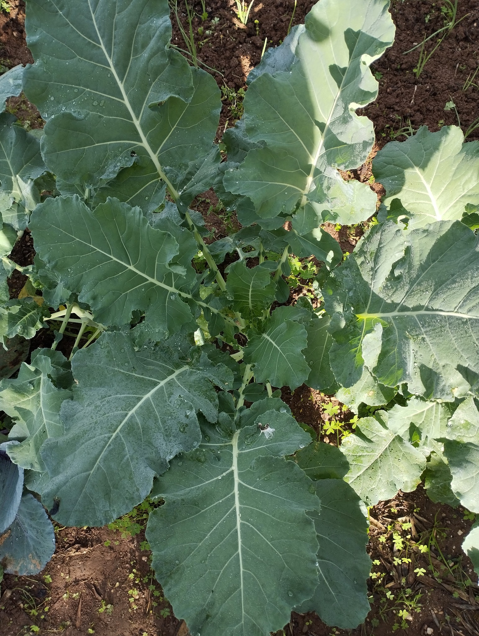 Passione Orto | Buongiorno a tutti o piantato questi broccoli dalle ...