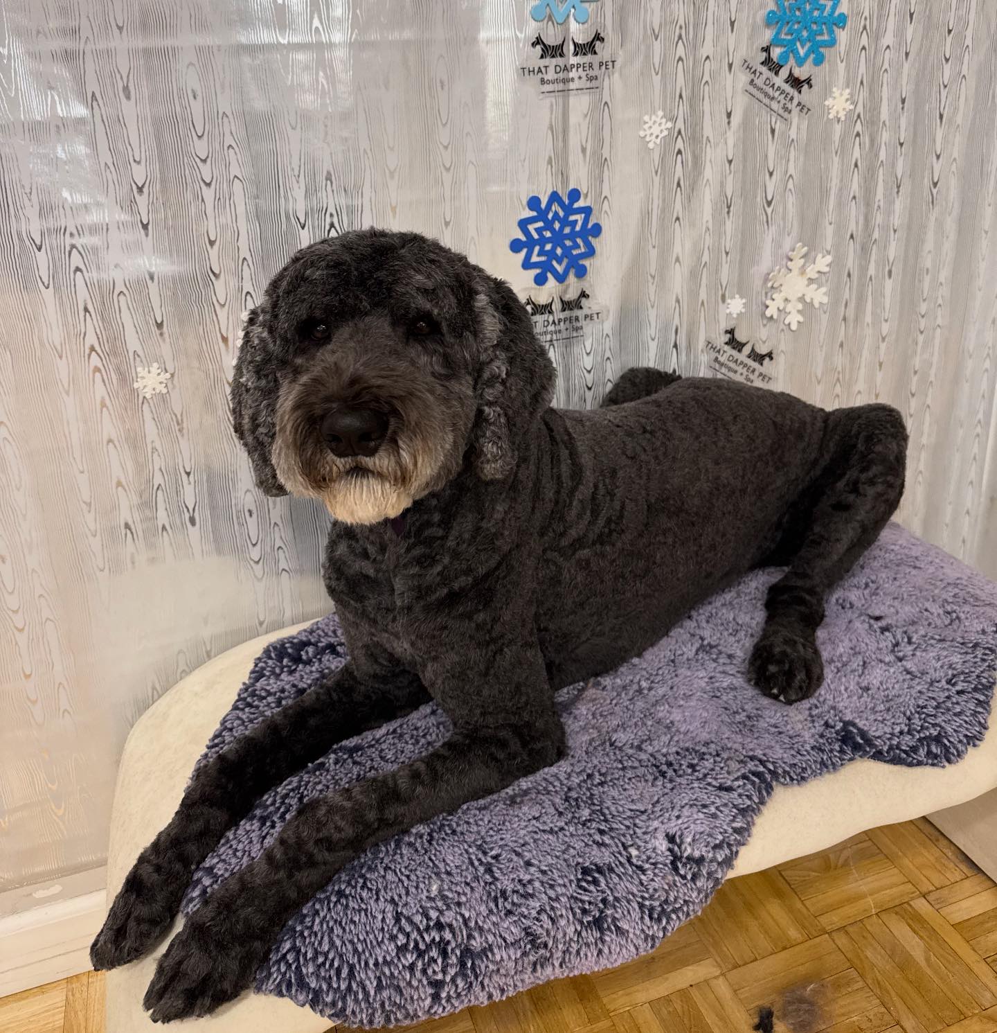 That Dapper Pet... - That Dapper Pet Boutique & Grooming Spa