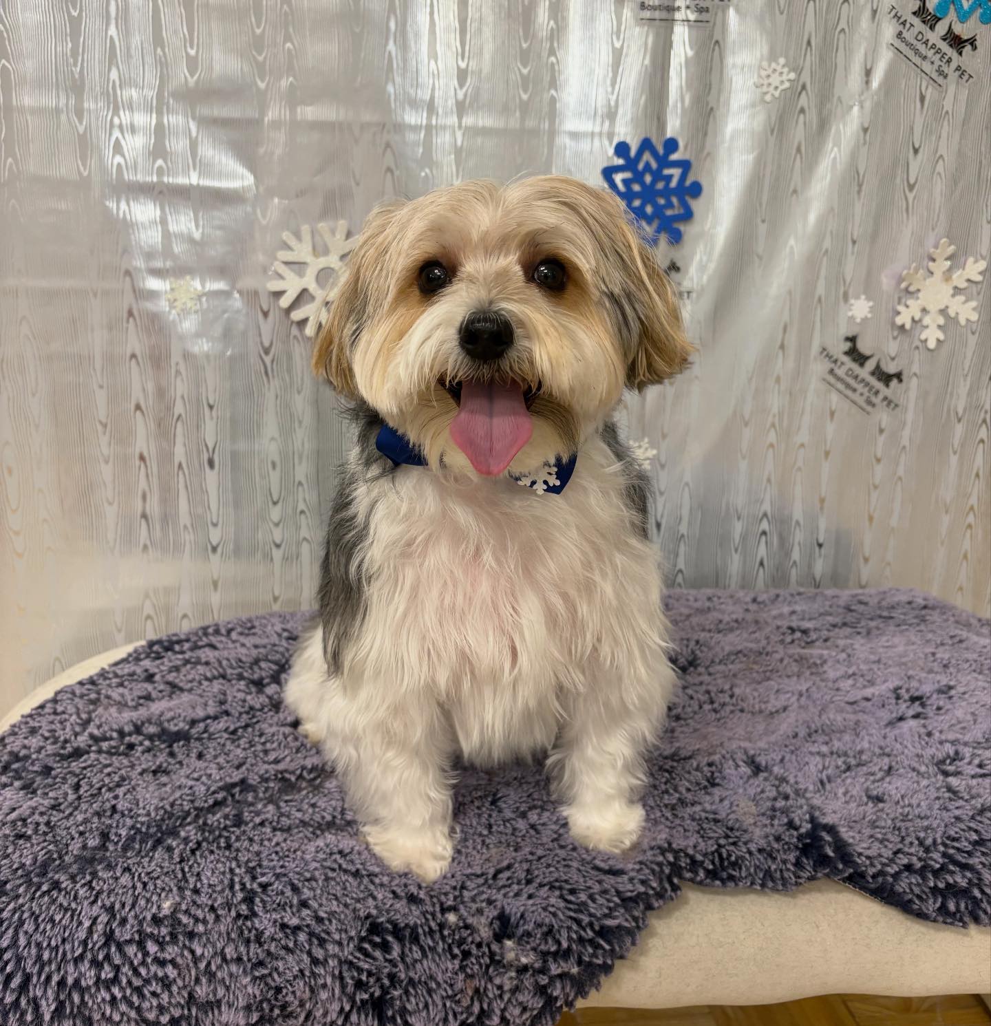 That Dapper Pet... - That Dapper Pet Boutique & Grooming Spa