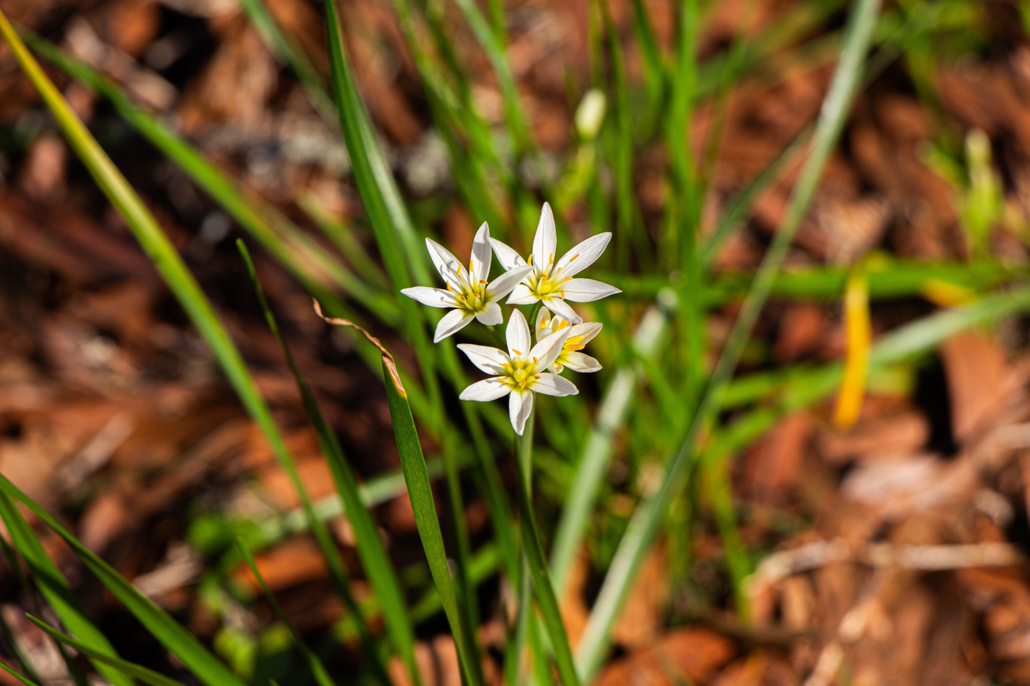 False garlic, scientific name nothoscordum bivalve, gets its name 