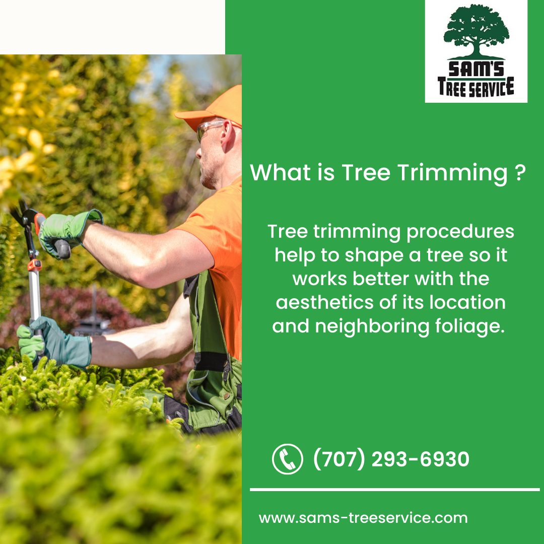 Sam’s Tree Service | Santa Rosa
