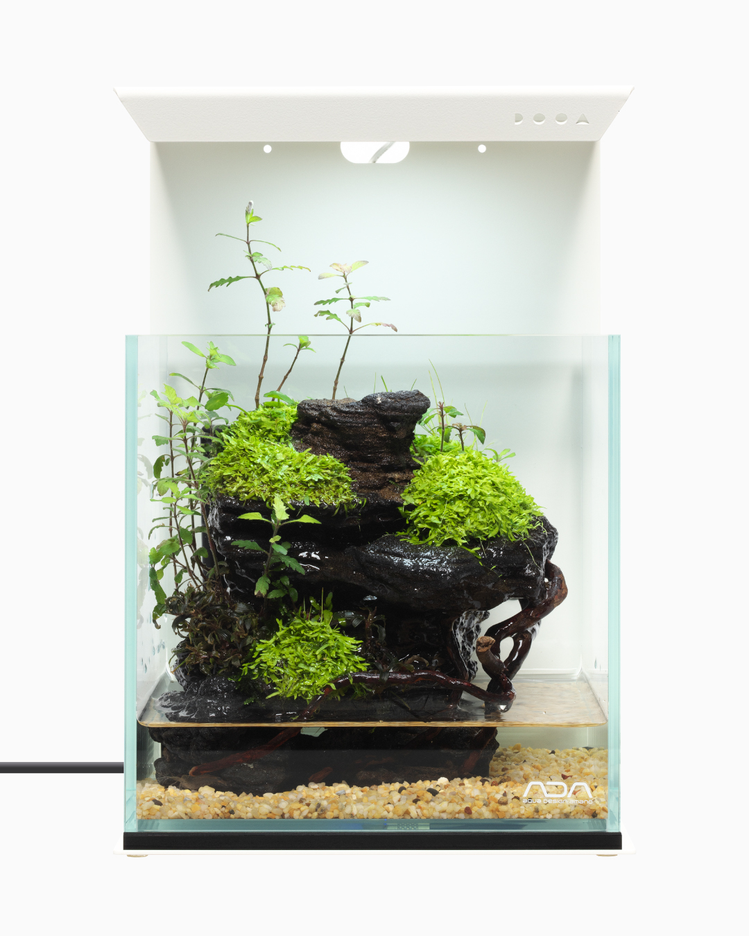 佗び草水辺MIX ────────── 「佗び草 水辺MIX 90Ø」を期間