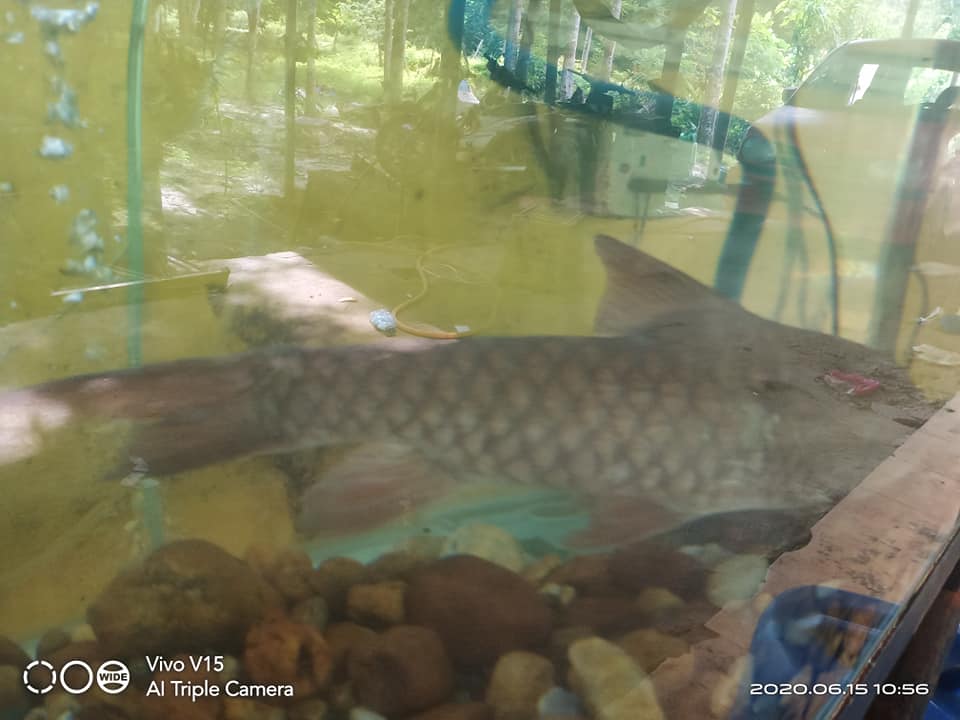 Ikan Ikan Kelah Krai Aquaculture Harga Tak Masuk Akal