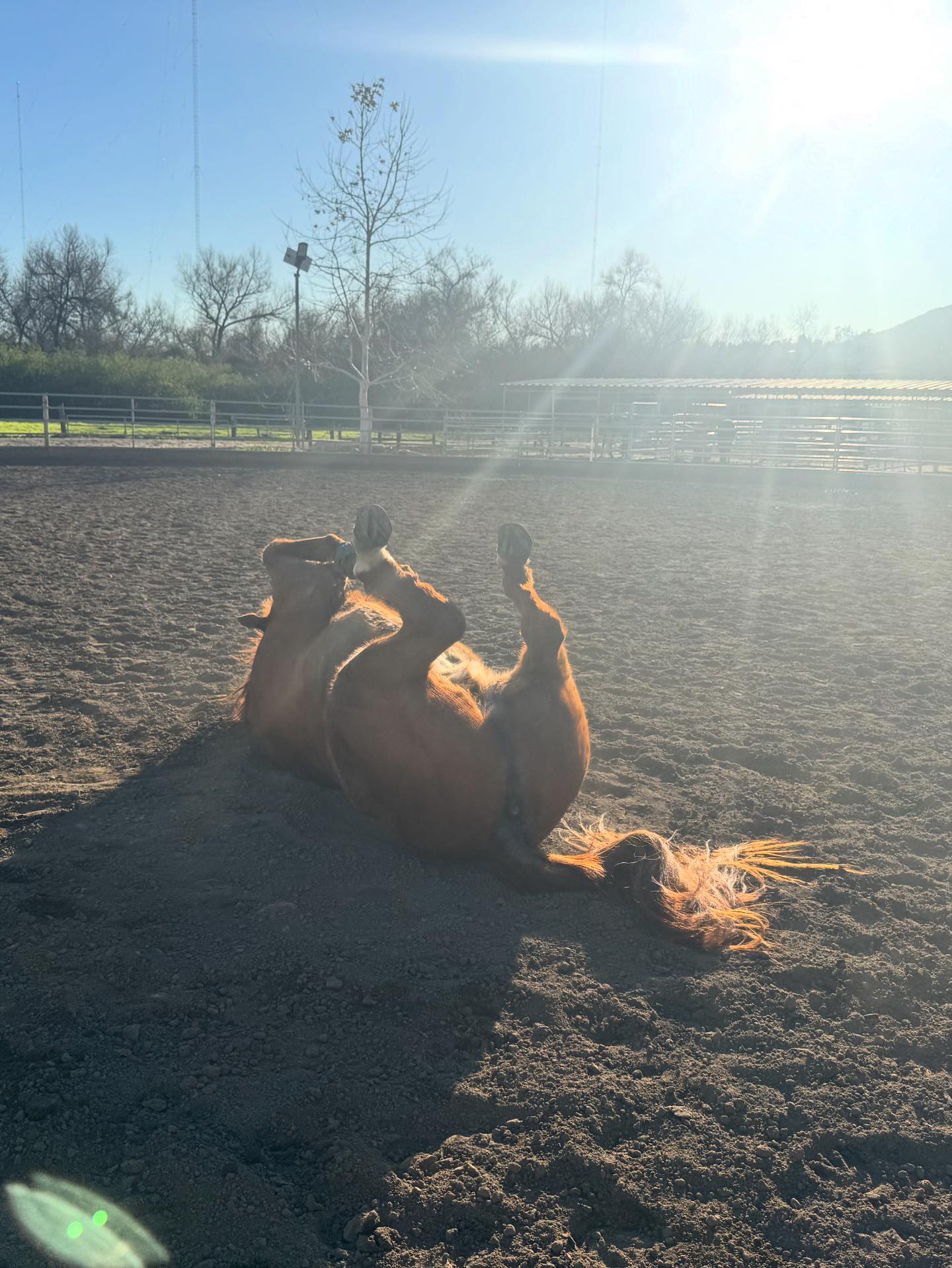 Sunshine Ranch... - Sunshine Ranch Therapeutic Riding